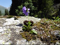 Viola altaica